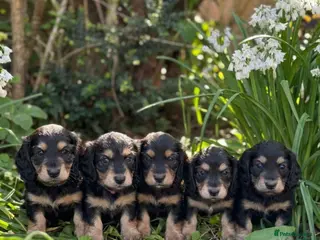 Miniature Dachshund dogs Long Hair Black And Cream Miniature Dachshund - Advert 15