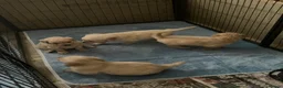 Golden Retriever dogs for sale: Beautiful Home Raised Golden Retriever Puppies - Advert 5
