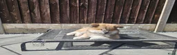 Japanese Akita Inu dogs for sale: RKC Registered Two Beautiful Long-Coat Puppies - Advert 11