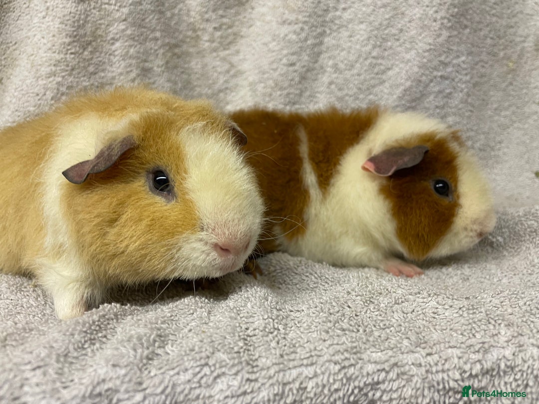 Guinea Pig rodents for sale: Various male teddy Guineapigs for sale  - Advert 3