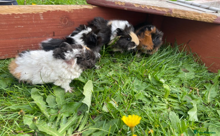 Guinea Pig rodents - Advert 12