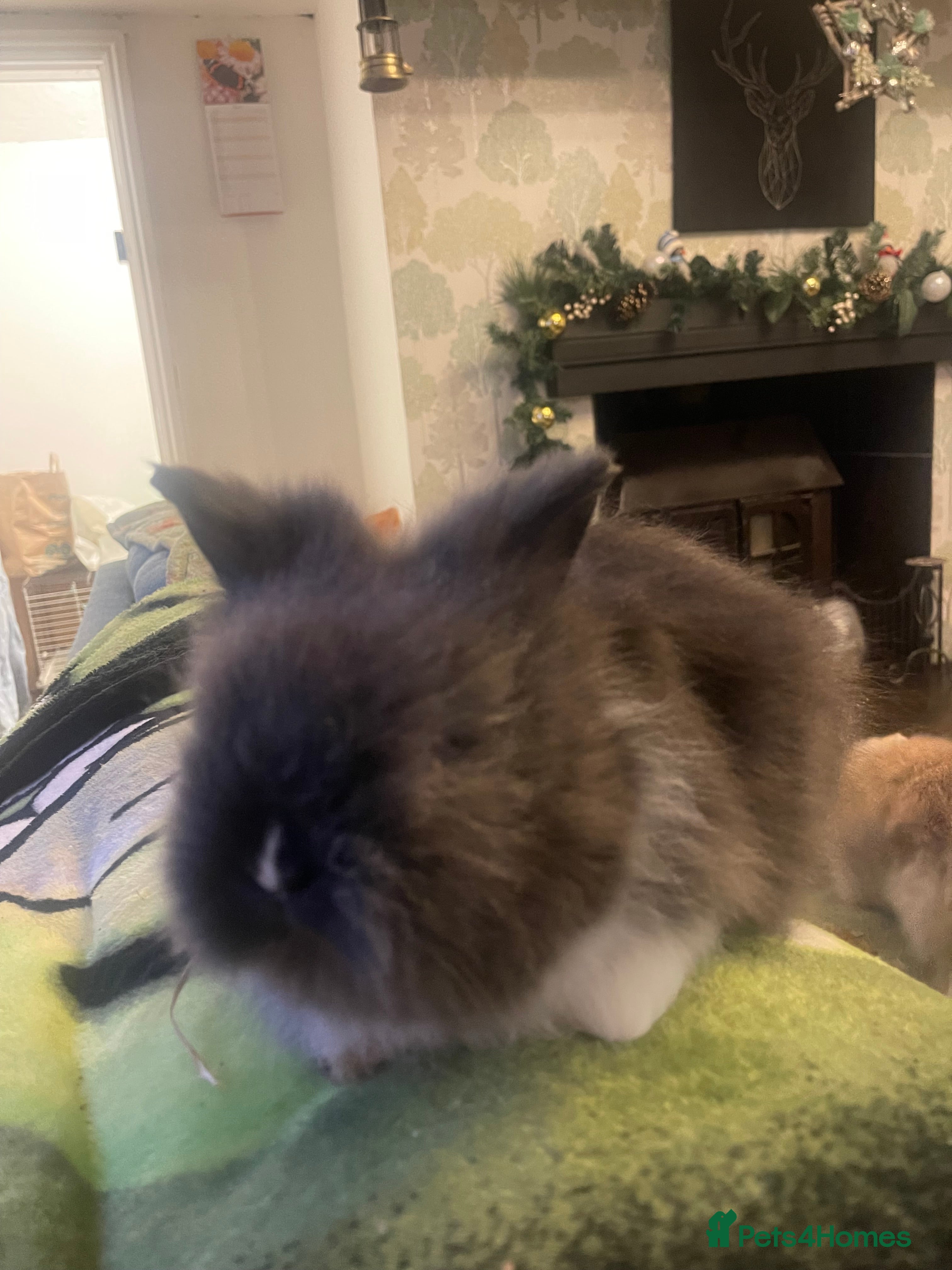 Lionhead rabbits Beautiful dwarf lionheads  - Advert 16