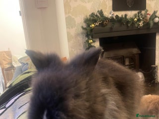 Lionhead rabbits Beautiful dwarf lionheads - Advert 16