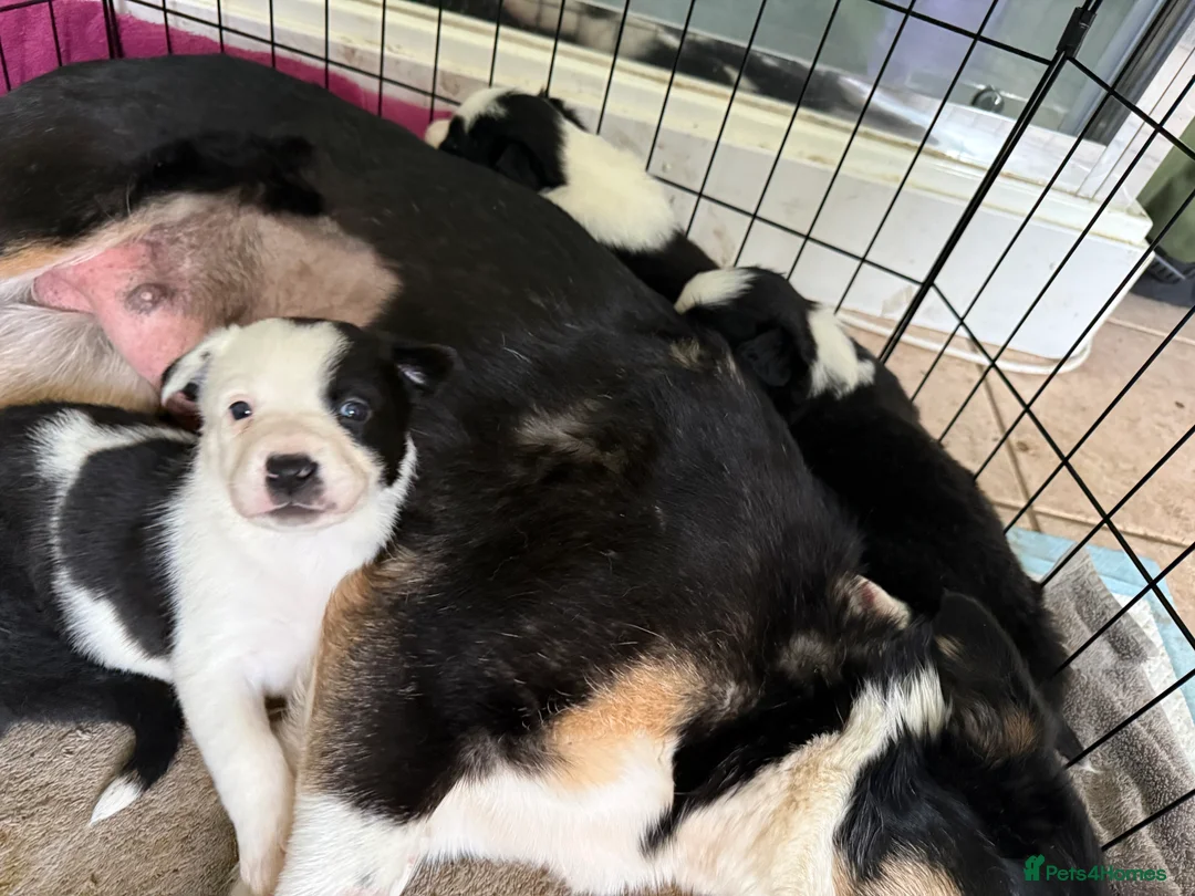 Border Collie dogs for sale: Border collie puppies seeking working/active homes - Advert 9