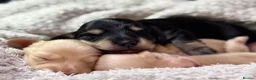 Miniature Dachshund dogs for sale: KC Longhaired Cream Miniature Dachshund Puppies - Advert 1
