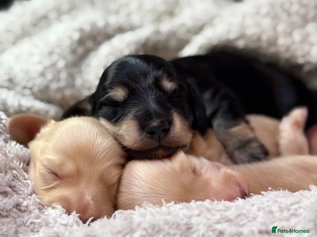 Miniature Dachshund dogs for sale: KC Longhaired Cream Miniature Dachshund Puppies - Advert 1