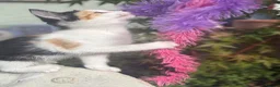 European cats for sale: Beautiful colourful kittens - Advert 5