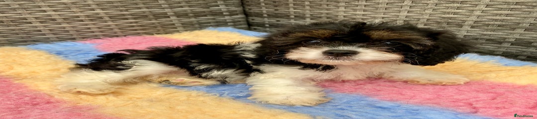 Cavapoo Puppy 4