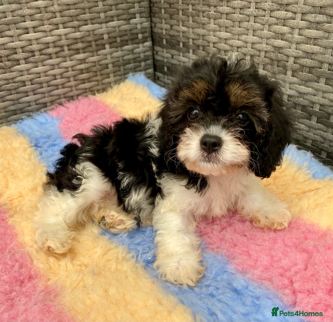 Cavapoo dogs for sale: Extensively Health tested F1 Toy Cavapoo puppies - Image 9