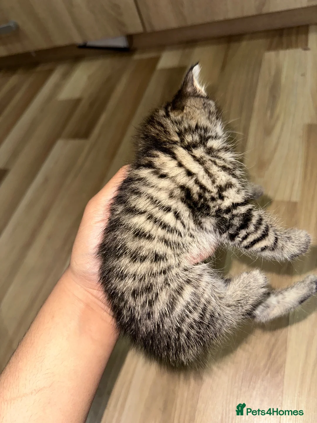 British Shorthair cats for sale: British short hair, male - Advert 2