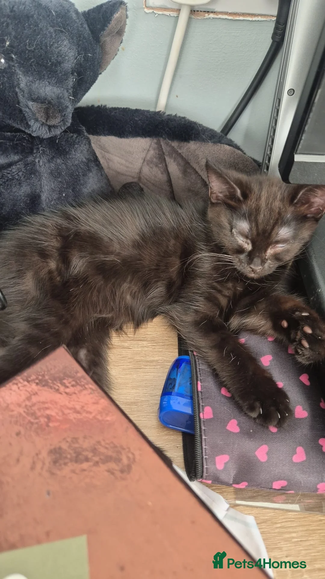 British Shorthair cats for sale: Pair British shorthair female kittens  - Advert 2