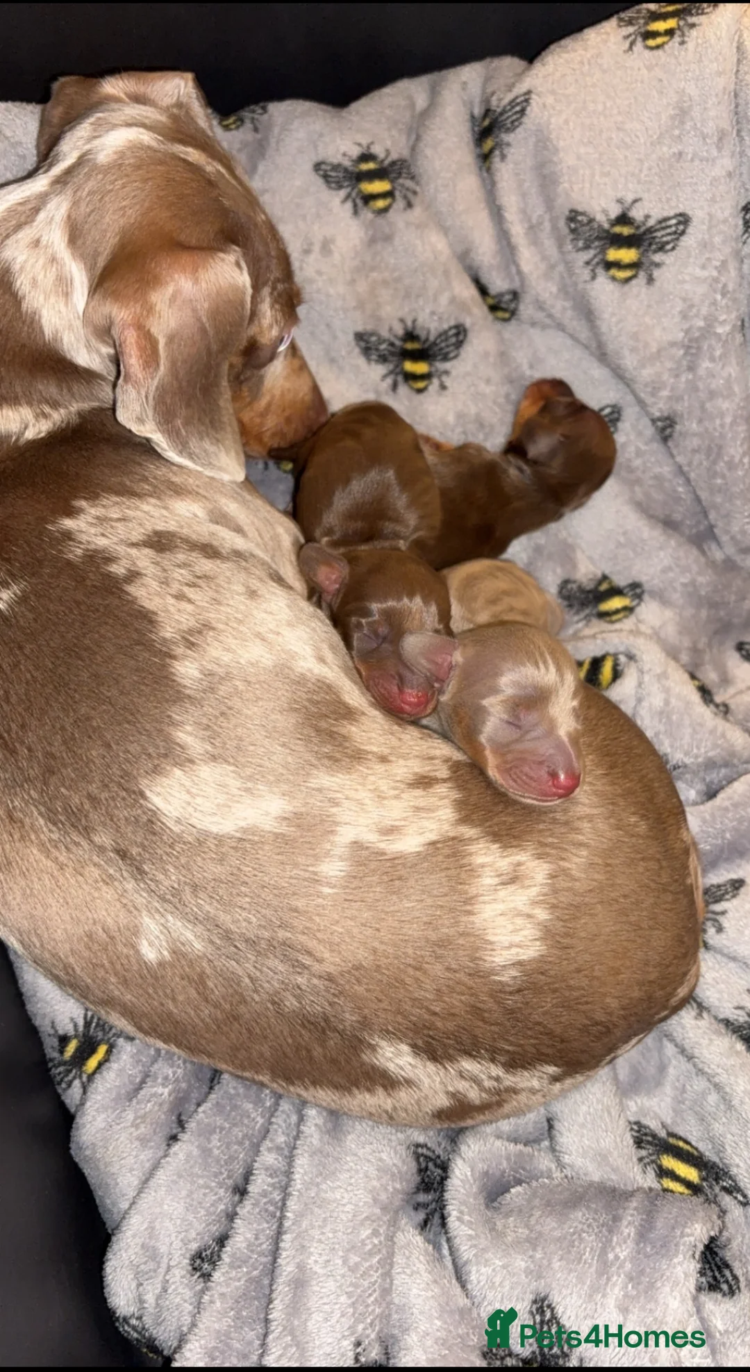 Miniature Dachshund dogs for sale: Miniature dachshund For sale  - Advert 2
