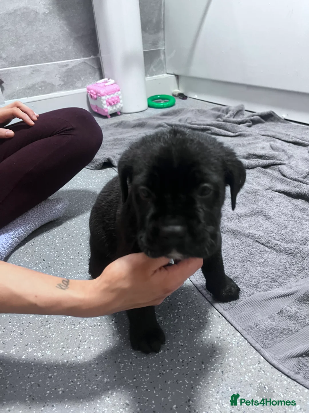 Cane Corso dogs for sale: Cane corsos full pedigree only 4 left - Advert 6