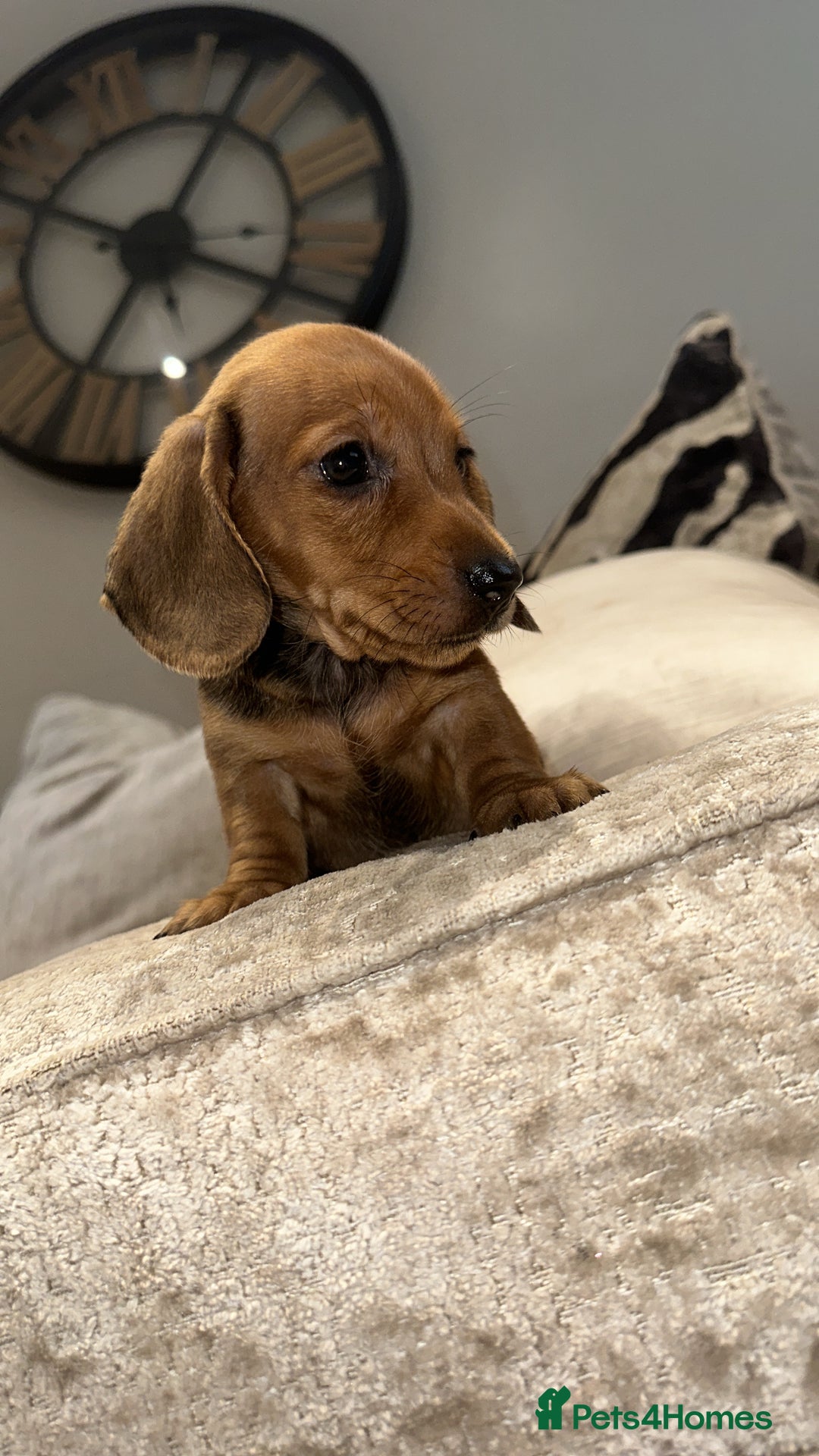 Miniature Dachshund dogs for sale: 🐾Stunning miniature dachshunds🐾 - Image 10