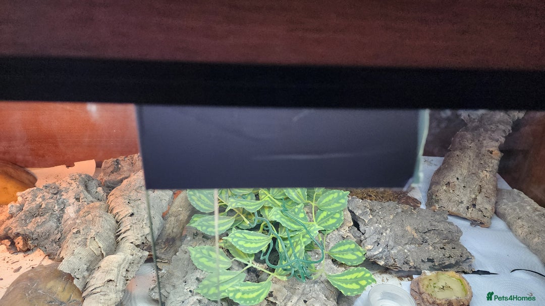 Leopard Gecko reptiles for sale: Handsome male Leopard Gecko. - Advert 13