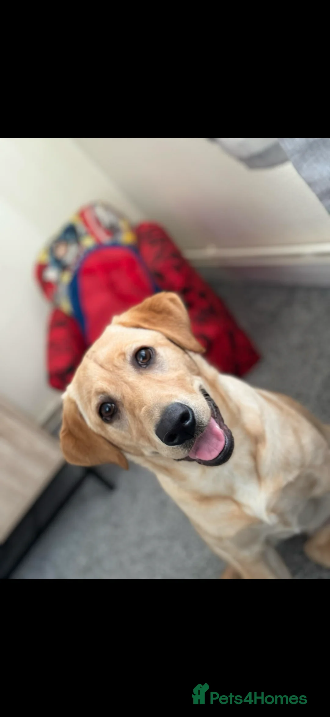 Labrador Retriever dogs for sale: Last girl of our litter  - Advert 10