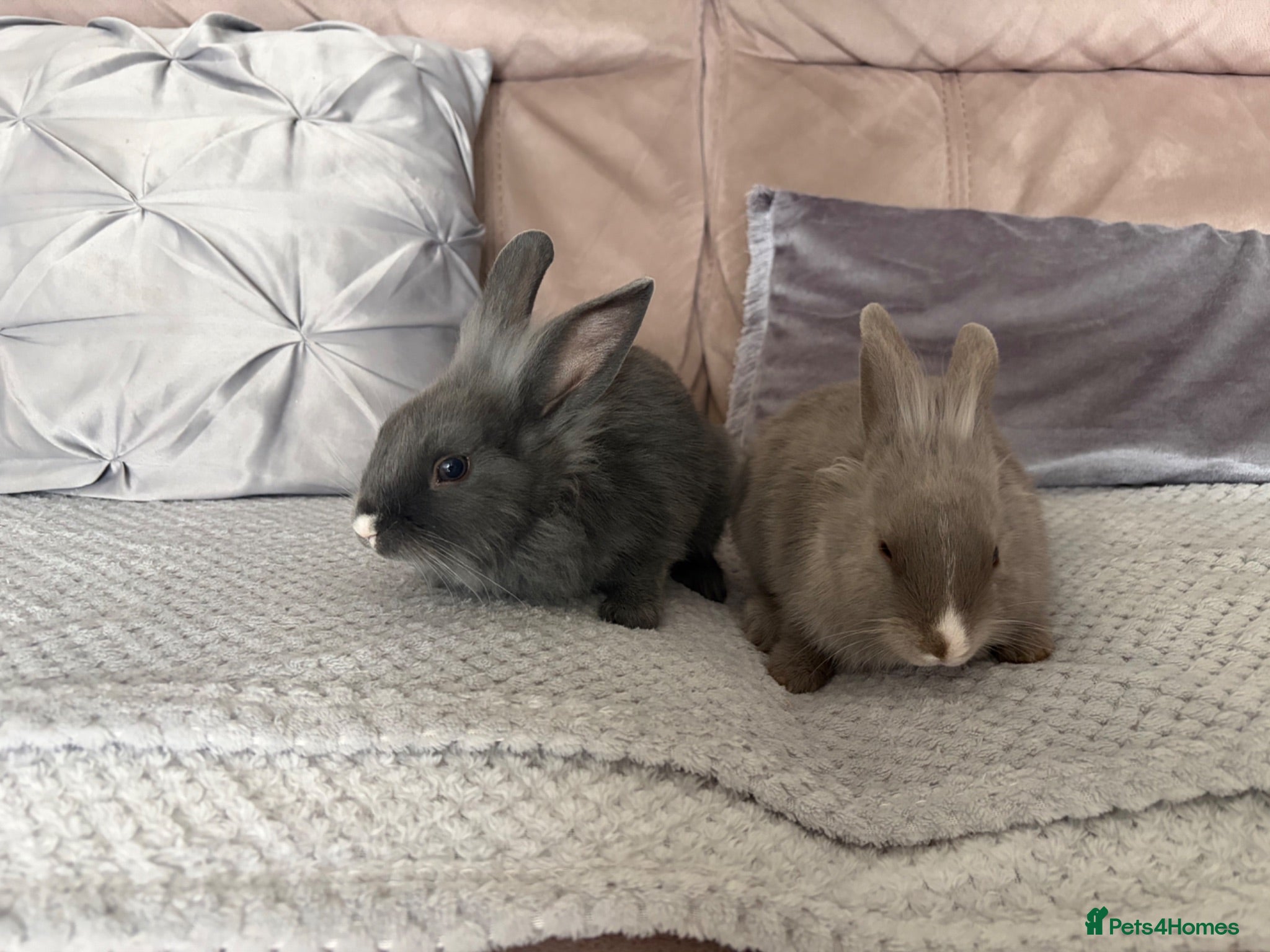 Mixed Breed rabbits Two beautiful bunnies - Advert 1