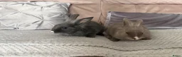 Mixed Breed rabbits for sale: Two beautiful bunnies - Advert 1