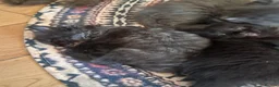 Ragdoll cats for sale: Beautiful baby ragdolls  - Advert 12