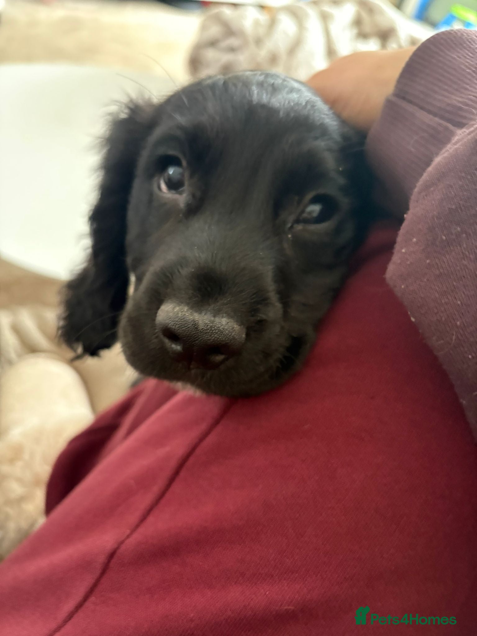 Cocker Spaniel dogs 3 x beautiful cocker spaniel puppies - Advert 16