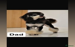 Miniature Poodle dogs for sale: Miniature Merle poodle puppies 🌈🐶❤️ - Advert 4