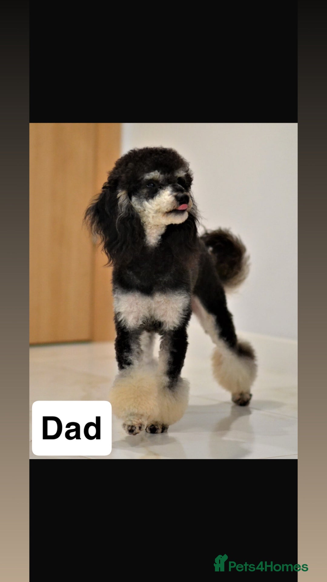 Miniature Poodle dogs for sale: Miniature Merle poodle puppies 🌈🐶❤️ - Advert 4