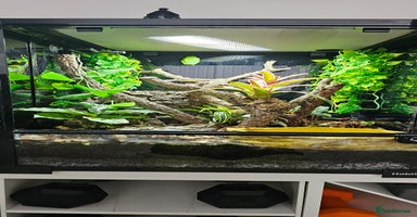 Frog reptiles - Advert 1