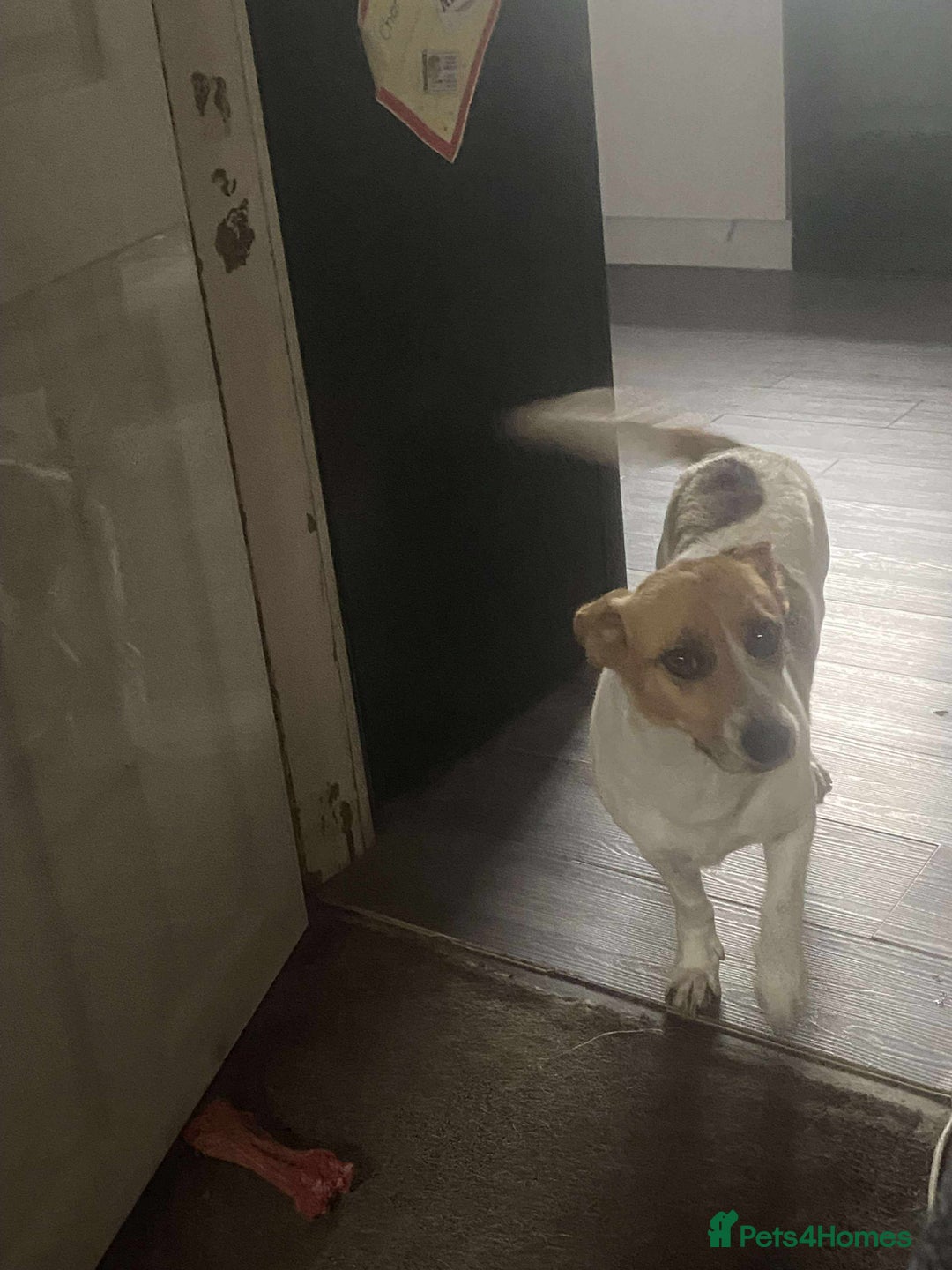 Mixed Breed dogs for sale: Pretty Pixie 😍 - Image 5