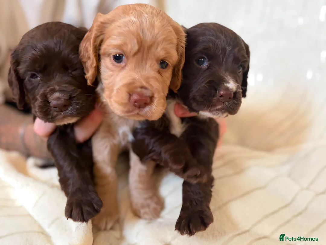 Cocker Spaniel dogs for sale: 💥 KC Registered, Health checked Cocker Spaniels💥 in Ipswich - Advert 2