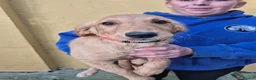 Golden Retriever dogs for sale: Lovely Golden girl puppy - Advert 3