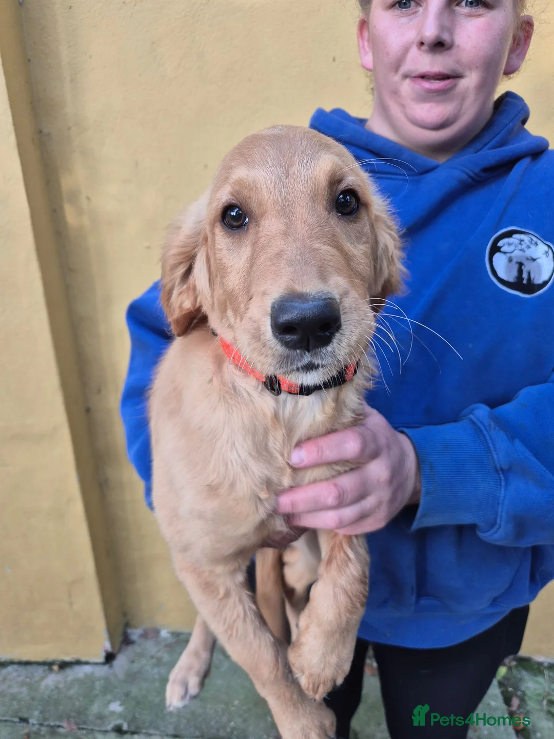 Golden Retriever dogs for sale: Lovely Golden girl puppy - Advert 3