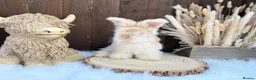 Angora rabbits for sale: PURE PEDIGREE|ENGLISH ANGORA - Advert 18