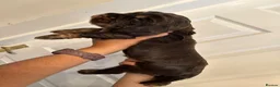 Cocker Spaniel dogs for sale: **Stunning CHOCLATE TAN Show Cocker pups** in Oldbury - Advert 14