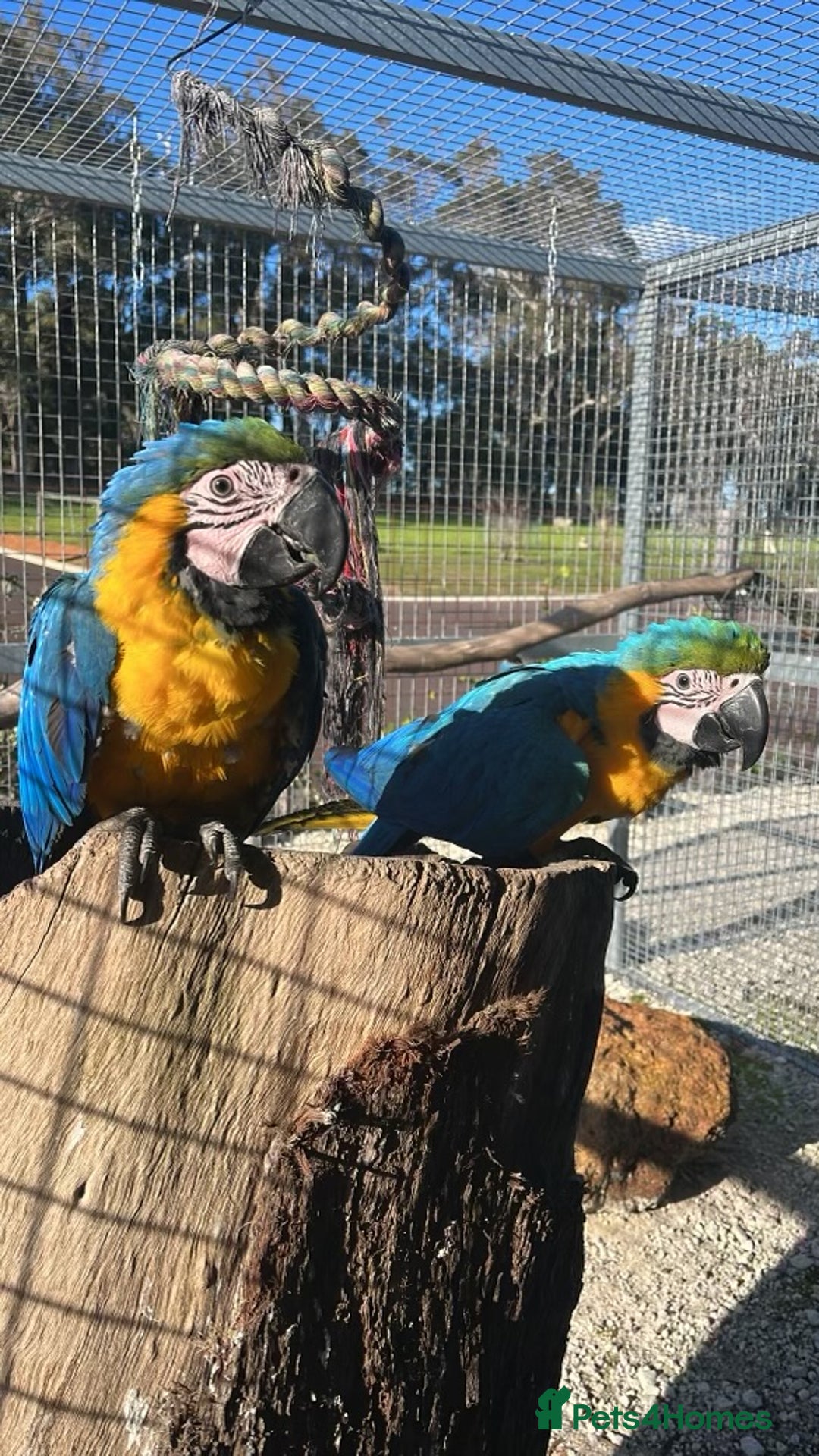 Macaws birds for sale: Blue and Gold Macaw for sale  - Advert 2