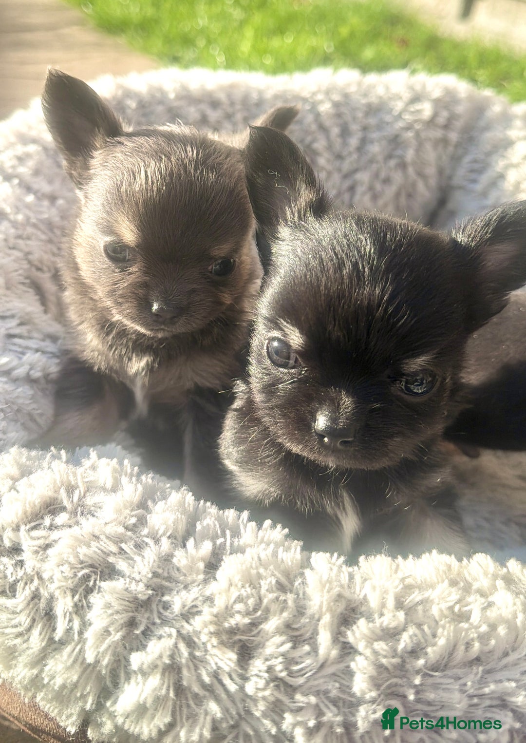 Chihuahua dogs for sale: Gorgeous Chihuahua Puppies  - Advert 6