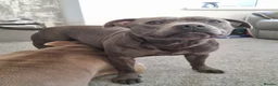 Staffordshire Bull Terrier dogs for stud: stunning blue stud in Barnsley - Advert 4