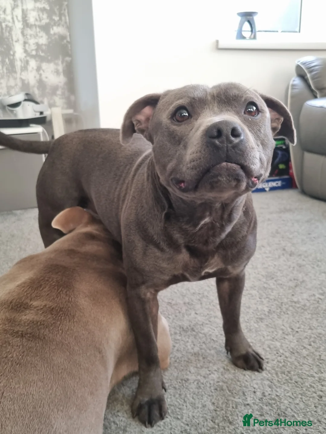 Staffordshire Bull Terrier dogs for stud: stunning blue stud in Barnsley - Advert 4