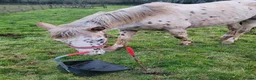 Appaloosa horses for sale: Beautiful Appaloosa filly to make 15.2hh - Advert 3