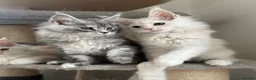 Maine Coon cats for sale: Stunning litter of Maine coon babies!  - Advert 13