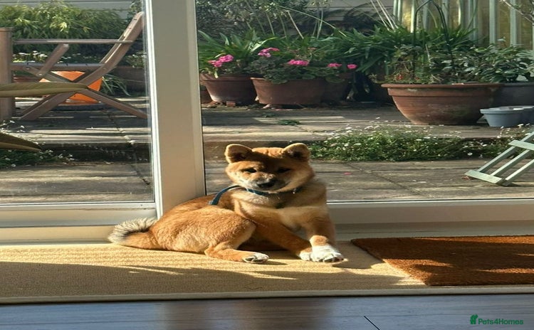 Japanese Shiba Inu dogs - Advert 10