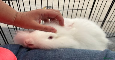 Angora rabbits - Advert 2