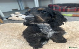 Cocker Spaniel dogs for sale: LAST TWO SHOW COCKER SPANIEL BOYS in Ely - Image 7