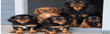 Cavalier King Charles Spaniel 4