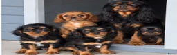 Cavalier King Charles Spaniel dogs for sale: Beautiful Cavalier King Charles Spaniel Puppies  - Advert 5