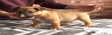 English Bull Terrier Puppy 1