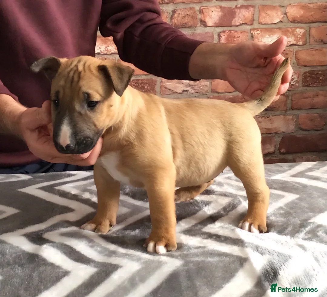 English Bull Terrier dogs for sale: Red and White  , English Bull Terrier  in Morpeth - Advert 7