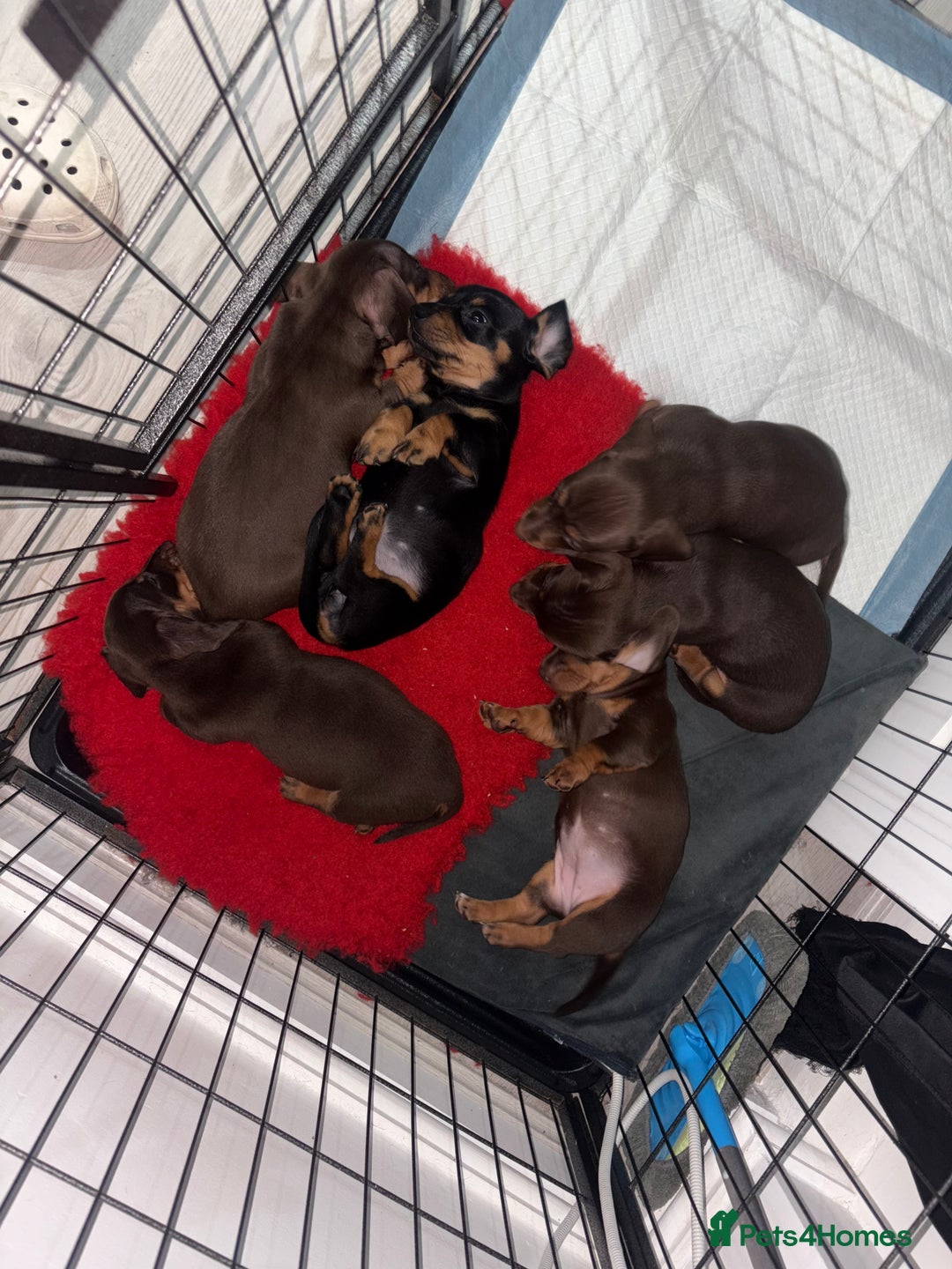Miniature Dachshund dogs for sale: Miniature Dachshund Puppies  - Advert 13