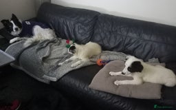 Border Collie dogs for sale: Beautiful Border Collie pups - Image 9