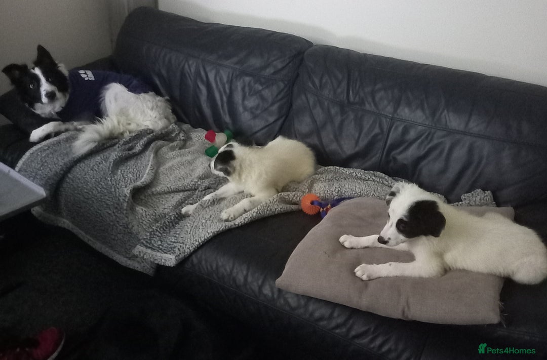 Border Collie dogs for sale: Beautiful Border Collie pups - Image 9