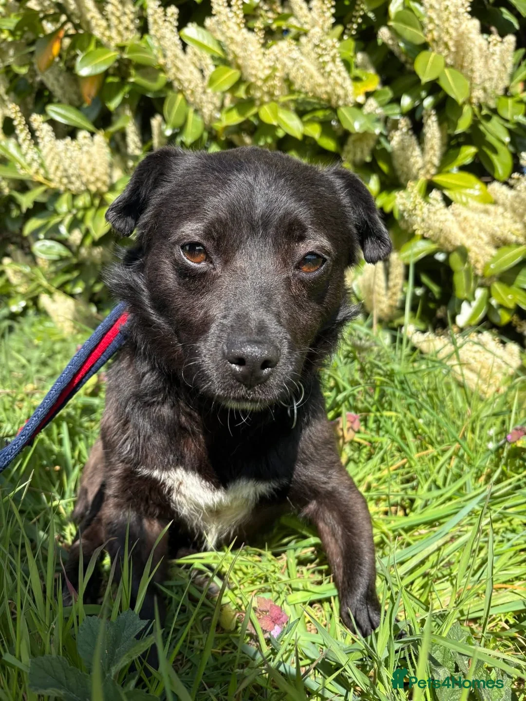 Mixed Breed dogs for adoption: Titch - Norwich Norfolk  - Advert 1